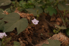 Ipomoea pilosa